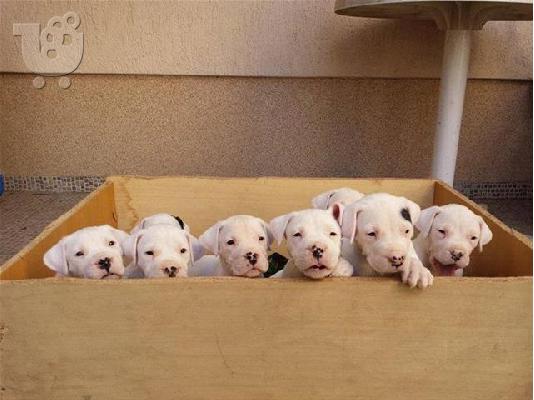 Dogo Argentino καθαροαιμα κουταβια 6979314054 ΕΛΛΑΔΑ